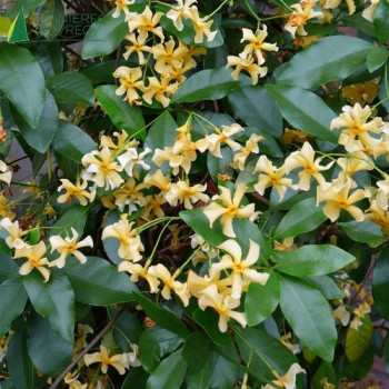 TRACHELOSPERMUM jasminoides Star of Toscane