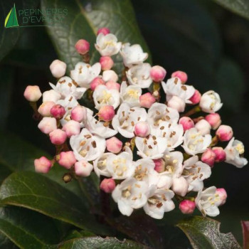 VIBURNUM tinus Lisarose